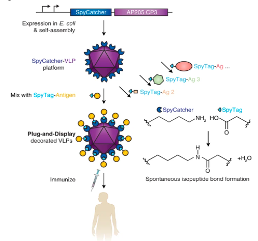 Viral-like particle- based 02